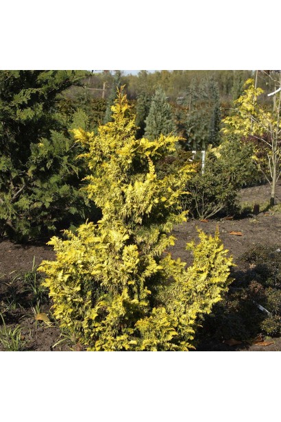 Кипарисовик Тетрагона Ауреа на фоні зелених рослин в саду.